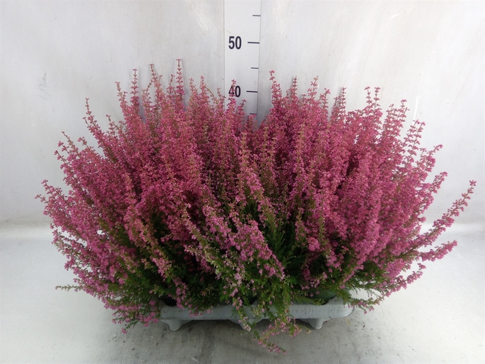 <h4>Erica gracilis 'Bea Queen Margaret'</h4>