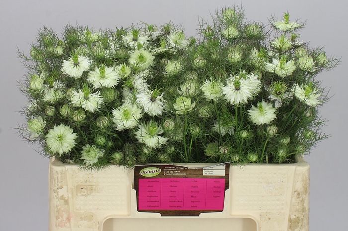 <h4>Nigella D Artist White A2</h4>