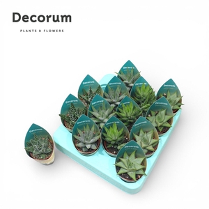 Haworthia Mix Green & Easy (decorum)