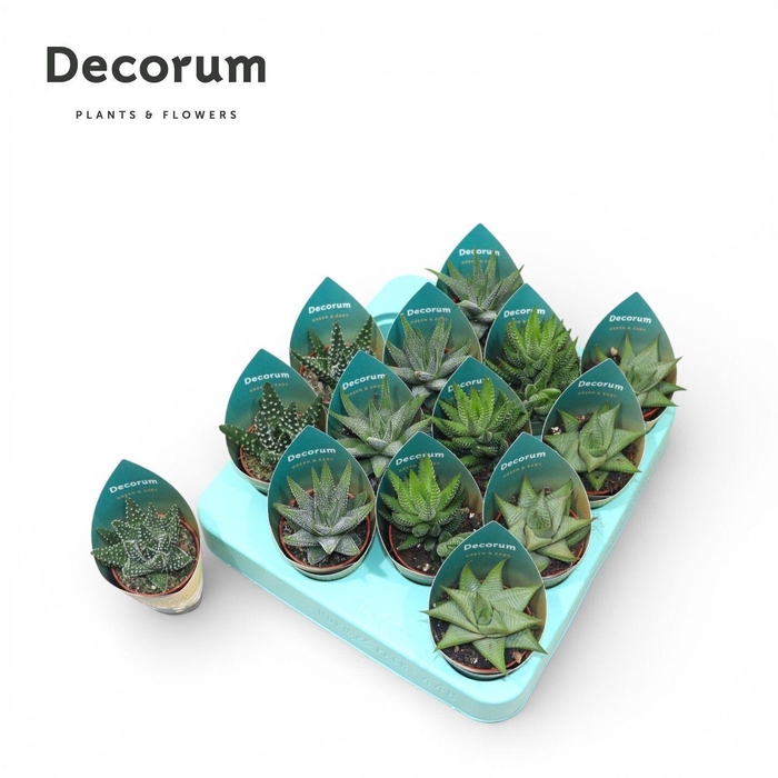 Haworthia Mix Green & Easy (decorum)