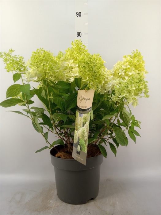 <h4>Hydrangea pan.</h4>