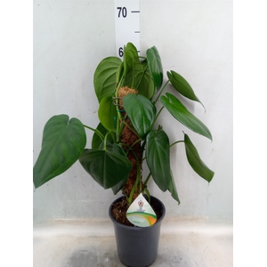 Syngonium   ...