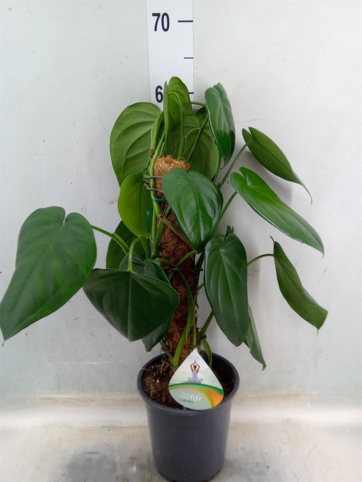 <h4>Syngonium   ...</h4>