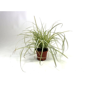 Carex hachijoensis Evergold