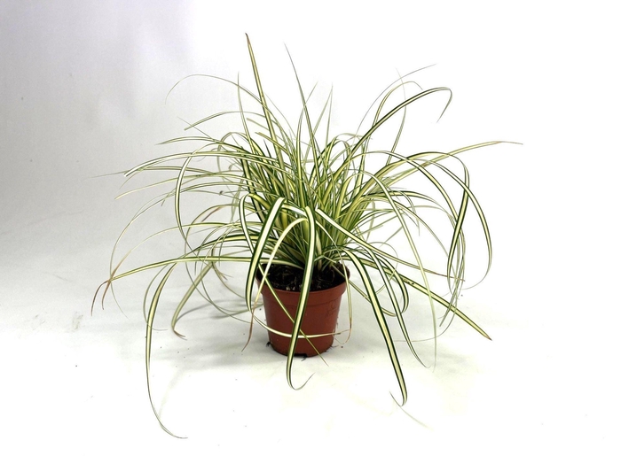 <h4>Carex hachijoensis Evergold</h4>