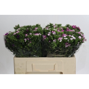 Dianthus Br Amazon Rose Magic