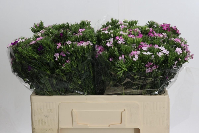 <h4>Dianthus Br Amazon Rose Magic</h4>