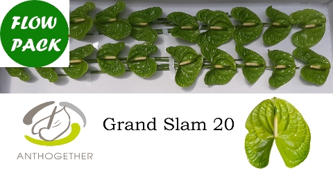 <h4>Anthurium Grand Slam</h4>