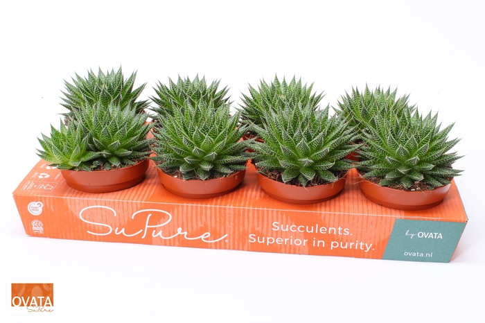 <h4>Aloe aristata magic 12</h4>