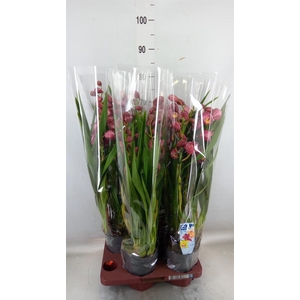 Cymbidium   ...