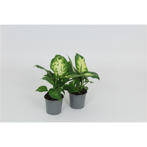 <h4>Dieffenbachia Camilla/Compacta 8,5 cm</h4>