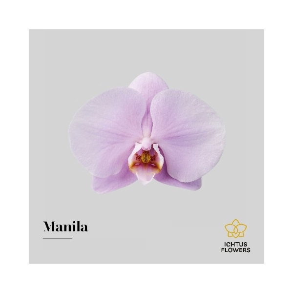 <h4>Phal An Manila - Ichtus Flowers</h4>