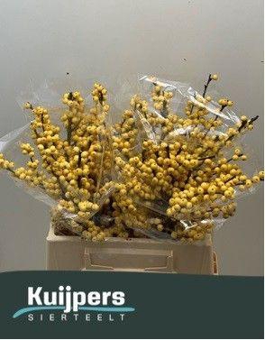 <h4>ILEX VE MAG CITRONEL</h4>