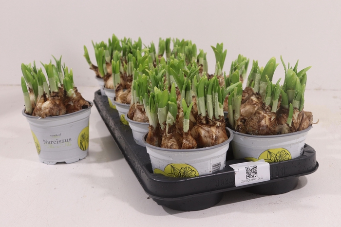 <h4>NARC O TETE A TETE</h4>