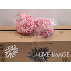 Preserved hydrangea pink