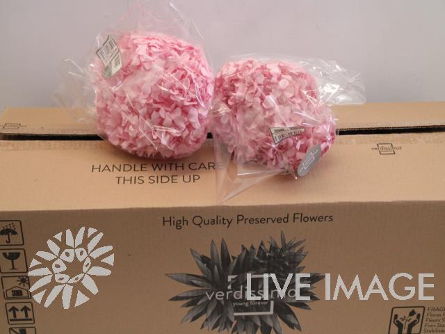 <h4>Preserved hydrangea pink</h4>