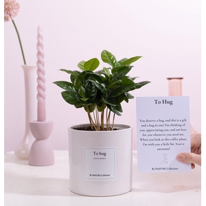 Coffea Arabica Gift 