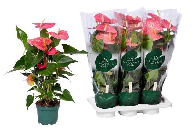 <h4>ANTHU AN COLORADO</h4>