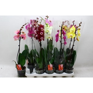 PHAL GEM