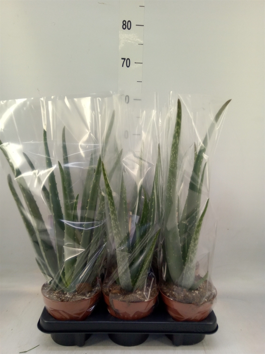 <h4>Aloe vera</h4>