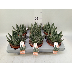 Gasteria