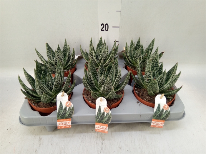 <h4>Gasteria</h4>