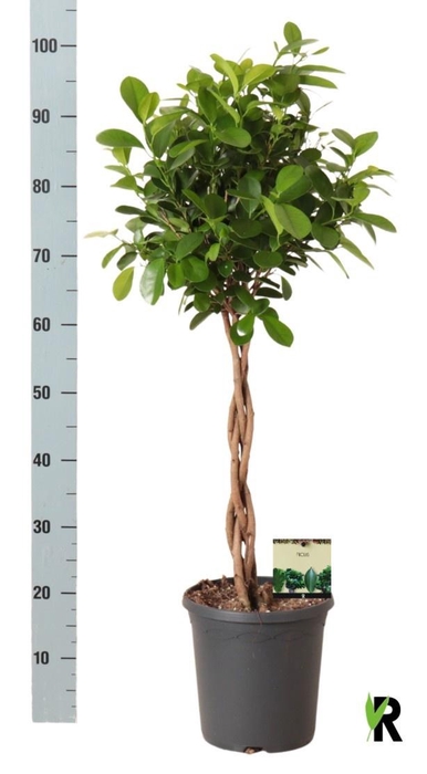 <h4>FIC MI MOCLAME</h4>