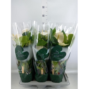 Anthurium andr. 'Samora'