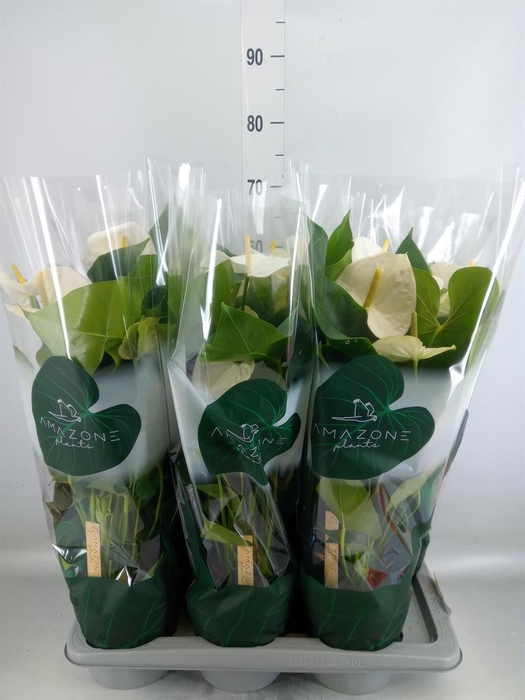 <h4>Anthurium andr. 'Samora'</h4>