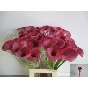 CALLA DENVER ZANT DENVER