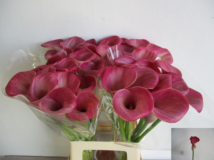 <h4>CALLA DENVER ZANT DENVER</h4>