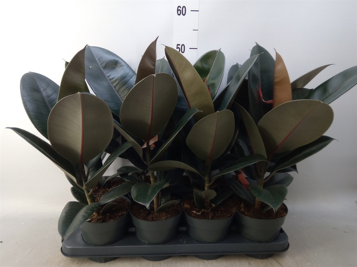 <h4>Ficus elastica 'Abidjan'</h4>