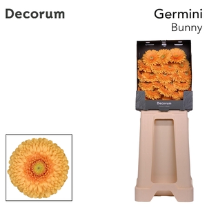 Germini Pomponi Bunny Diamond