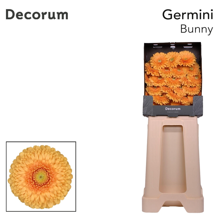 <h4>Germini Pomponi Bunny Diamond</h4>