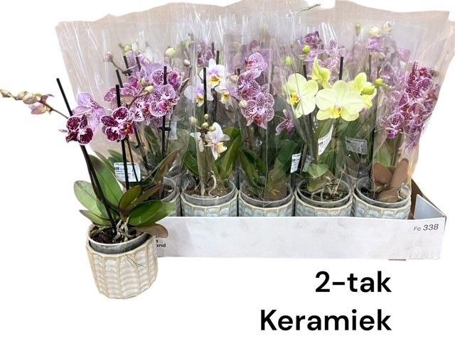 <h4>ARR PHALA MT 14+</h4>