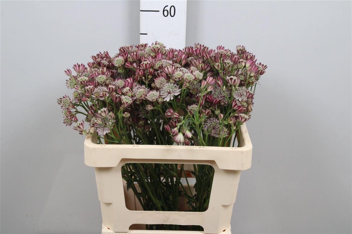 <h4>Astr Mag Diamonds Pink</h4>