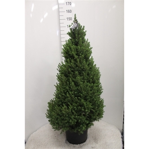 Picea glauca 'Conica' grijze pot P33 potgedrukt