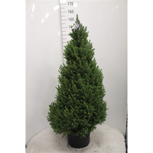 <h4>Picea glauca 'Conica' grijze pot P33 potgedrukt</h4>