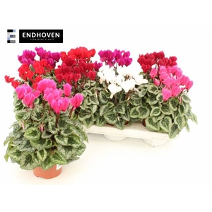 Cyclamen SS Picasso 10,5Ø 21cm