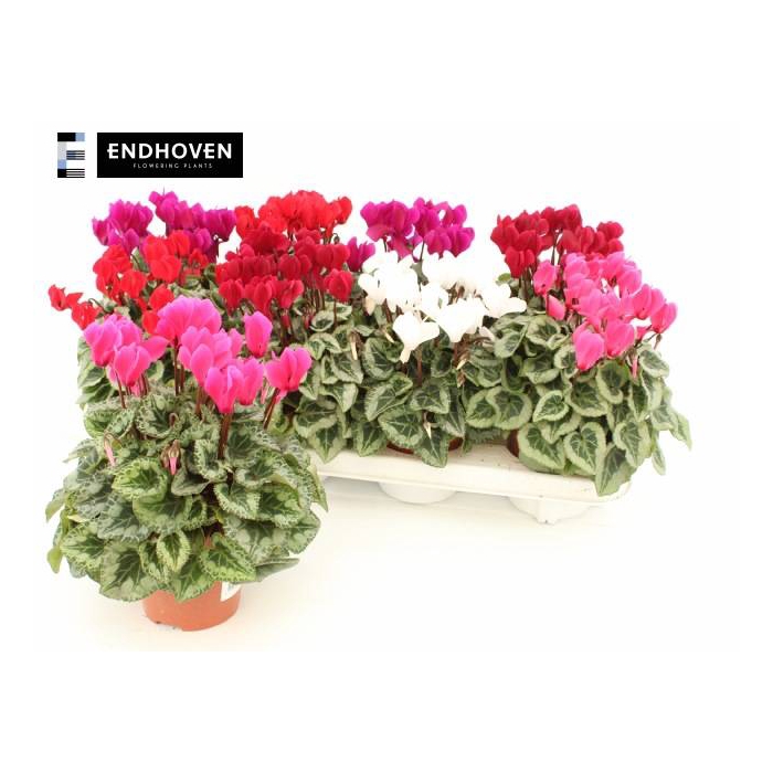 <h4>Cyclamen SS Picasso 10,5Ø 21cm</h4>