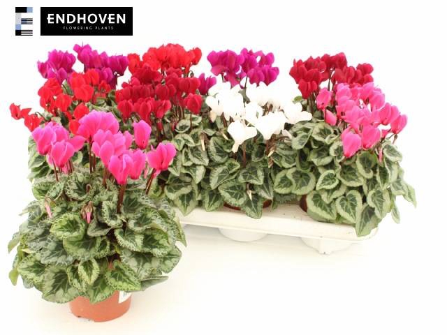 Cyclamen SS Picasso 10,5Ø 21cm