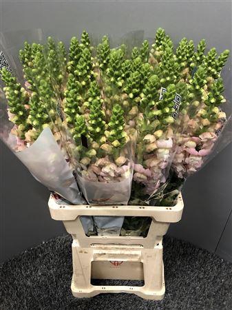 <h4>Antir Poto Early Pink</h4>