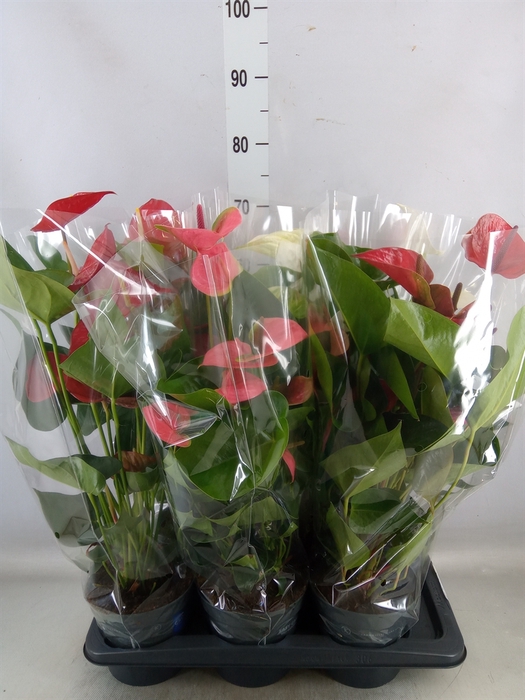 <h4>Anthurium   ...mix</h4>