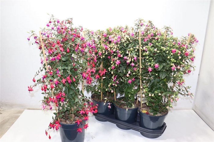 <h4>Fuchsia Ov</h4>