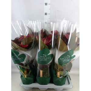 Anthurium andr. 'Delicata'