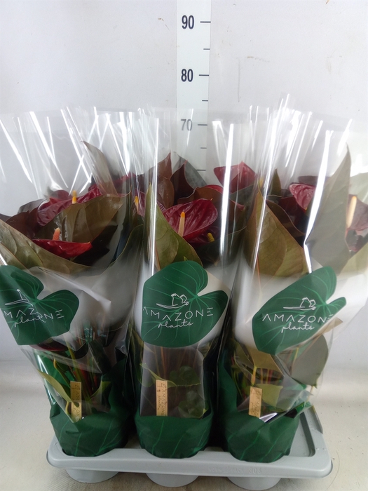 <h4>Anthurium andr. 'Delicata'</h4>