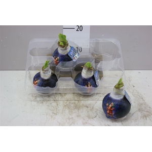 Hippeastrum Wax Santa