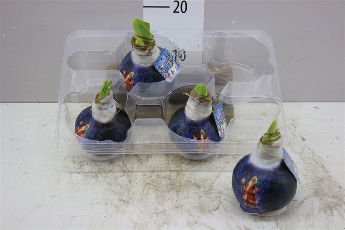 <h4>Hippeastrum Wax Santa</h4>