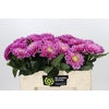 Dahlia Annamarie