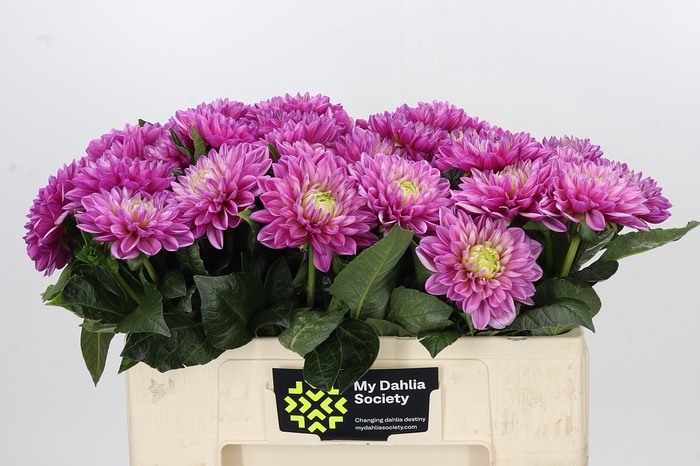Dahlia Annamarie